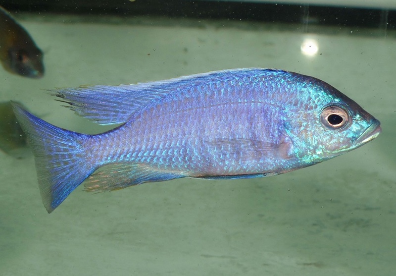 Copadichromis azureus 'Mbenji Island'